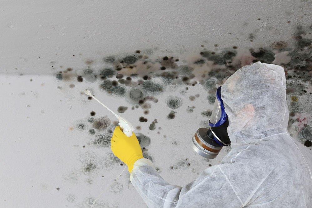 Mold Prevention and Treatment